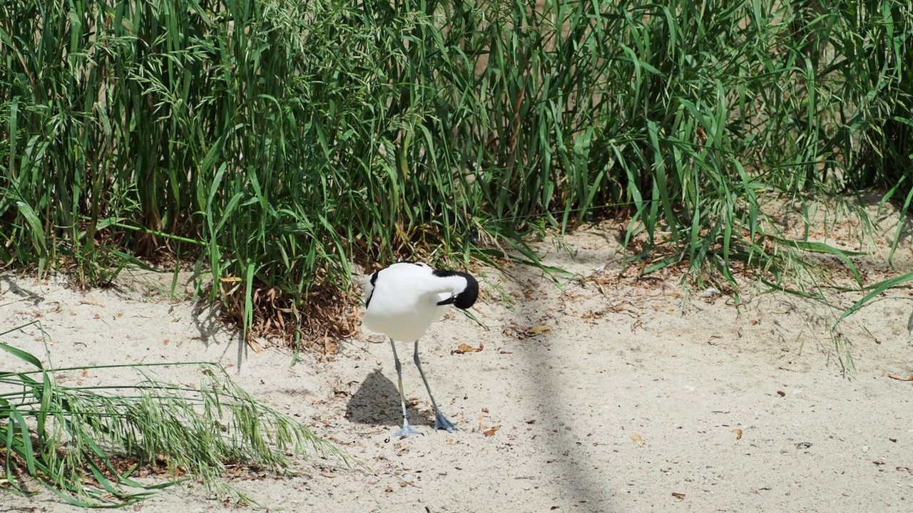 Shiloklonnaya Avocet。鹬鹬一种产于鹬科和高脚鹬科的大型黑白鹬高质量4k镜头视频素材