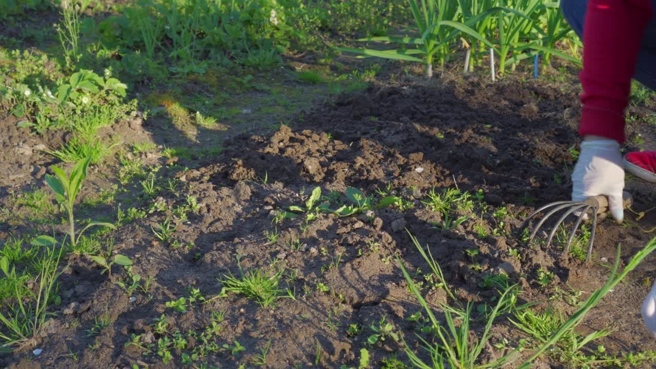 戴着白色橡胶手套的妇女正在花园里用菜刀和杂草清理土壤。准备播种的土地4 k视频素材