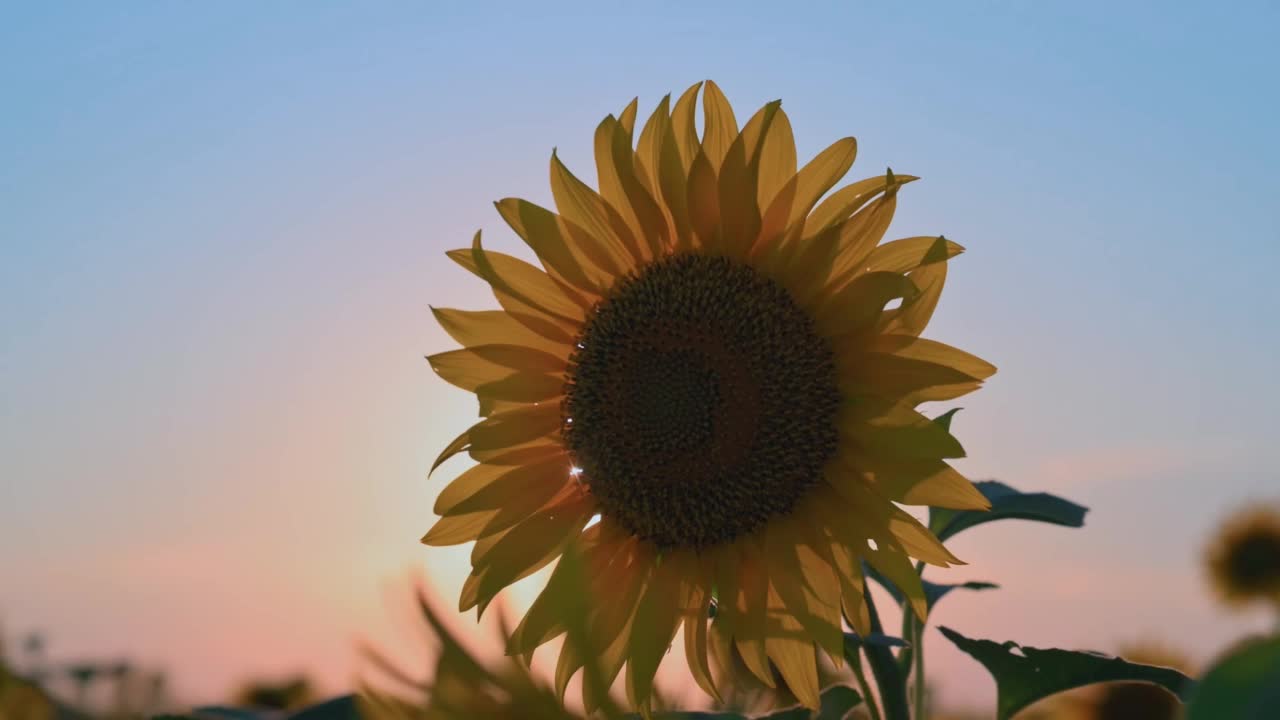 日落时的向日葵田。美丽的黄色向日葵，灿烂的夕阳。自然，乡村，农业，耕作，向日葵种植，收获的时候。自然盛开的向日葵背景视频素材