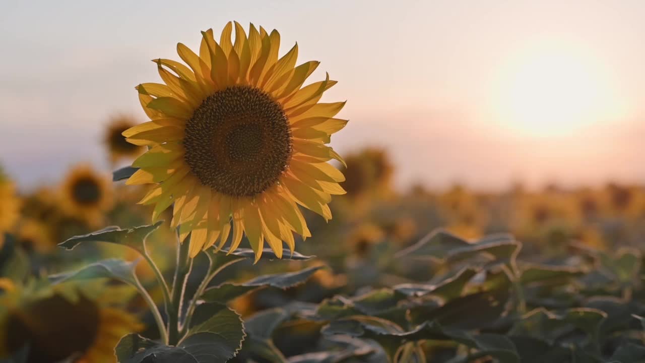 日落时的向日葵田。美丽的黄色向日葵，灿烂的夕阳。自然，乡村，农业，耕作，向日葵种植，收获的时候。自然盛开的向日葵背景视频素材