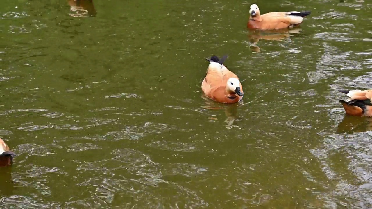 池塘里游泳的红色shelduck鸟，特写视频素材