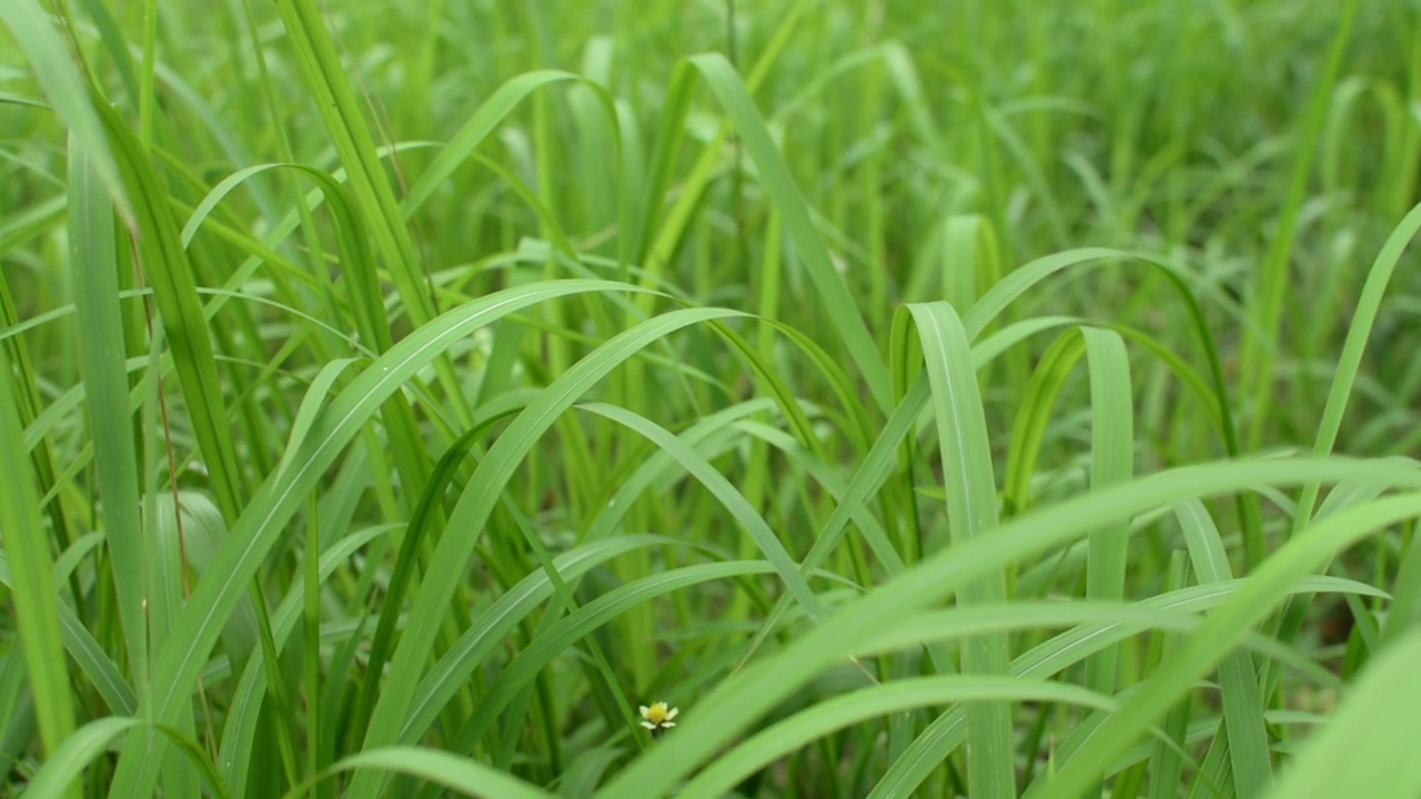 田野里的青草随风摇曳。长满草的密集草地。视频素材