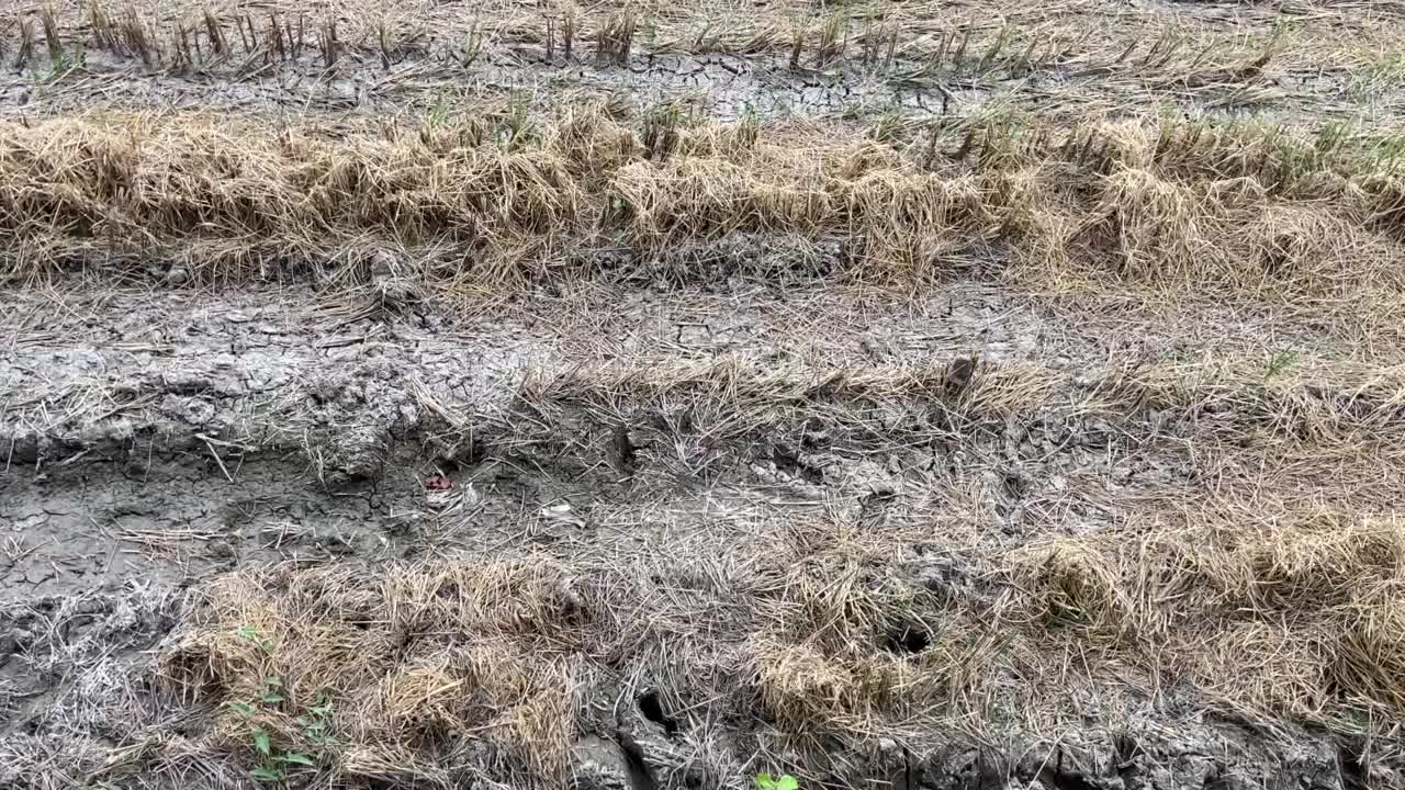 水稻收割后种植。视频素材