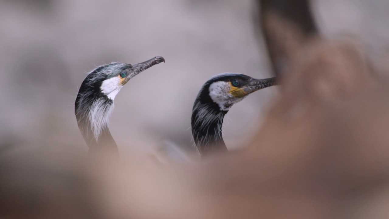 DMZ(非军事区)-两只鸬鹚(Phalacrocorax)在龟岛/韩国视频素材