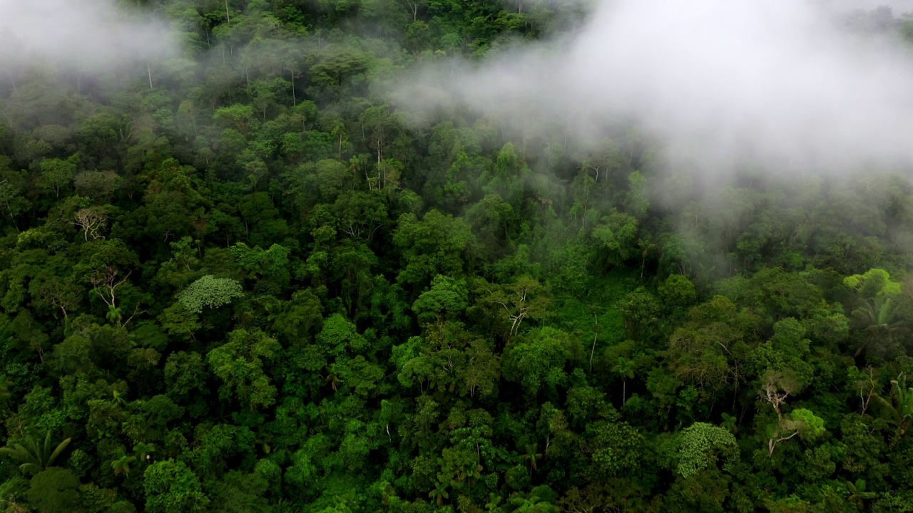 亚马逊森林自然背景:拥有最高的树木生物多样性的森林视频素材