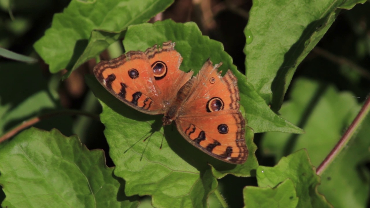 在绿叶背景上的棕色蝴蝶的微距视频视频素材