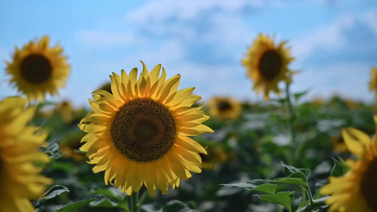 向日葵的领域。美丽的黄色向日葵花映衬着蓝天。自然，乡村，农业，耕作，向日葵种植，收获的时候。自然盛开的向日葵背景视频素材