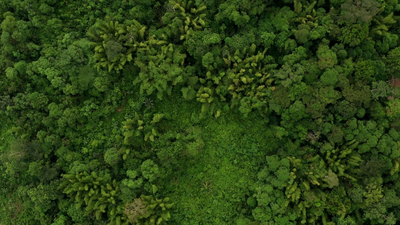 鸟瞰自然竹林，郁郁葱葱的热带雨林视频素材