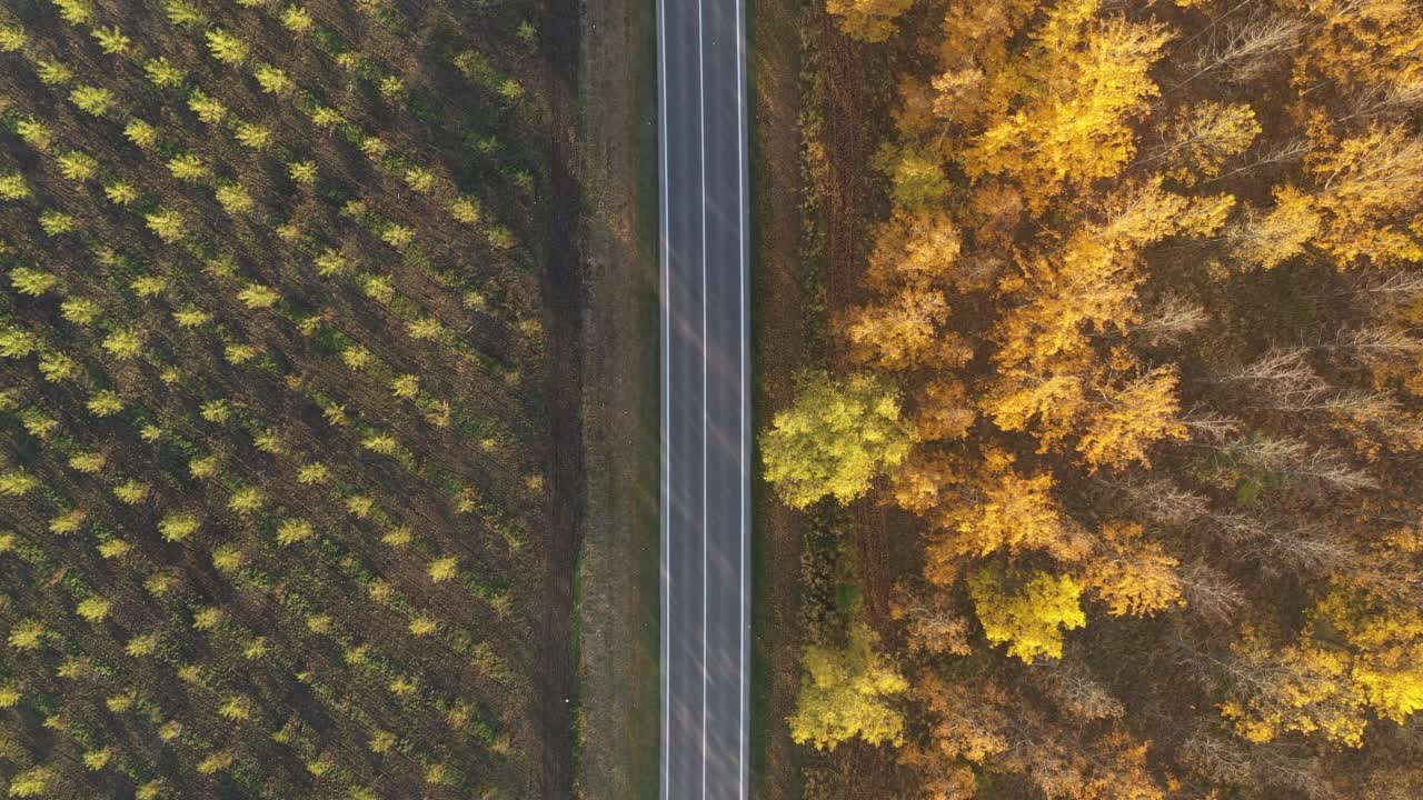 航拍单灰色汽车在秋天通过落叶林的道路上，自上而下的无人机pov视频素材