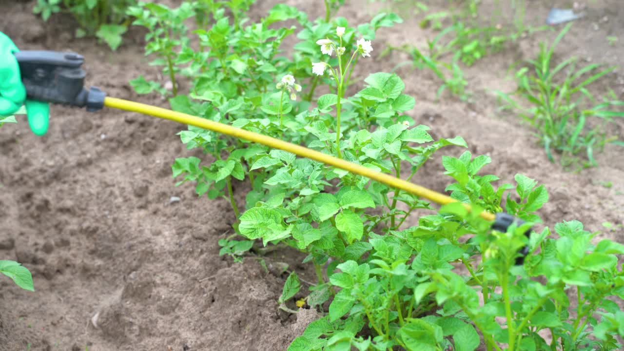 一位农民在户外给土豆喷洒化学药剂视频素材