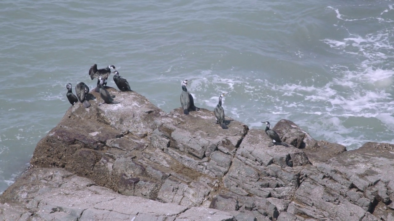 非军事区(非军事区)-成群的鸬鹚(Phalacrocorax)站在岩石附近的龟岛海滨/韩国视频素材