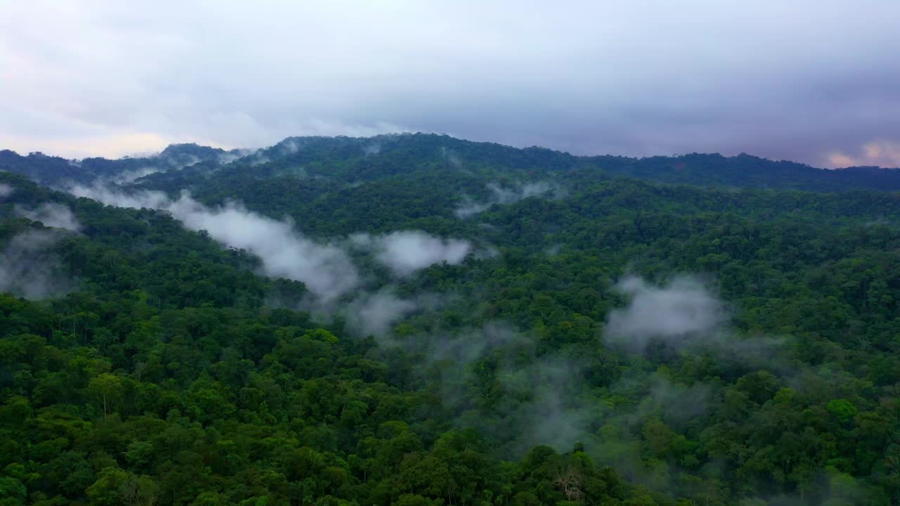 热带森林的鸟瞰图:亚马逊森林的自然背景与雾视频素材