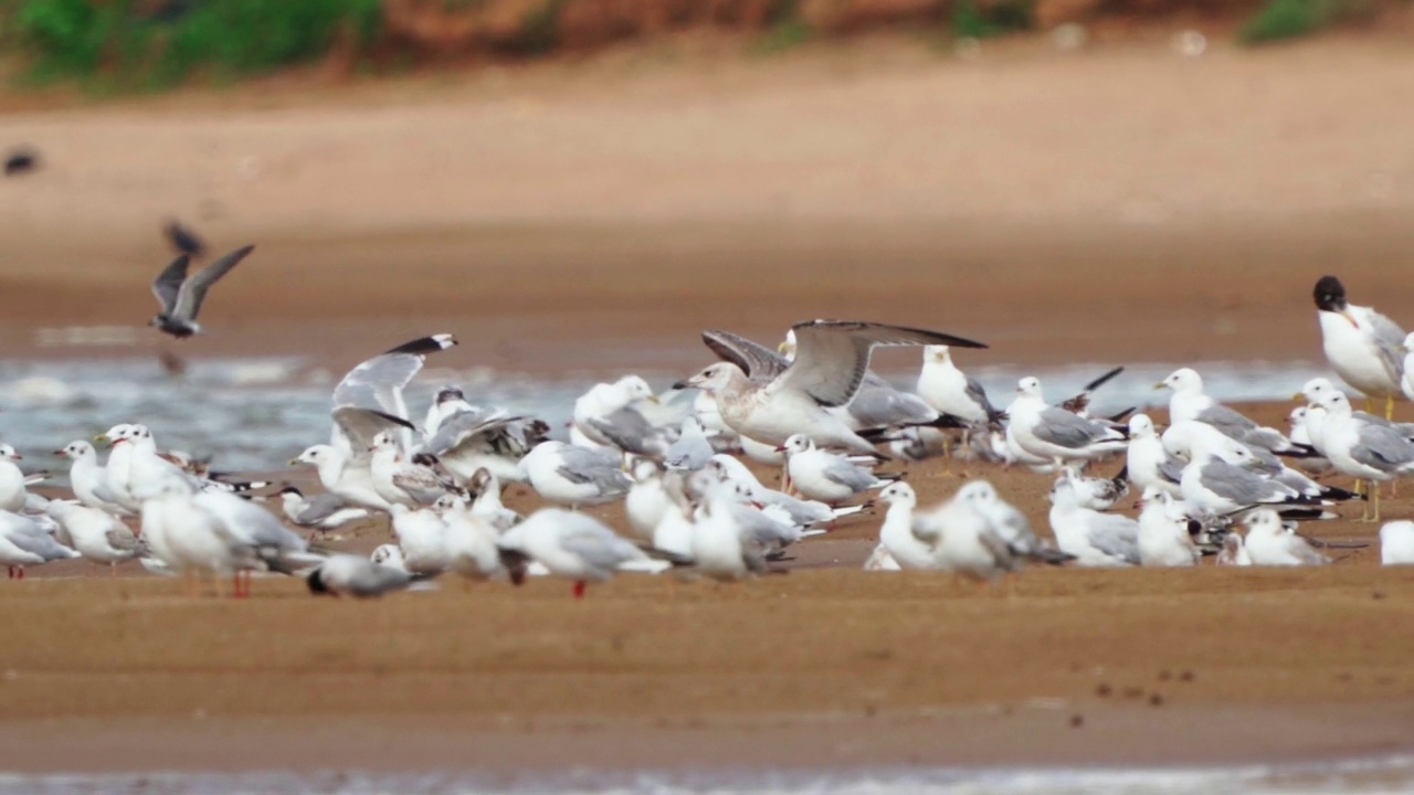 小鸟——年轻的帕拉斯鸥(Larus ichthyaetus)完成飞行并着陆。视频素材