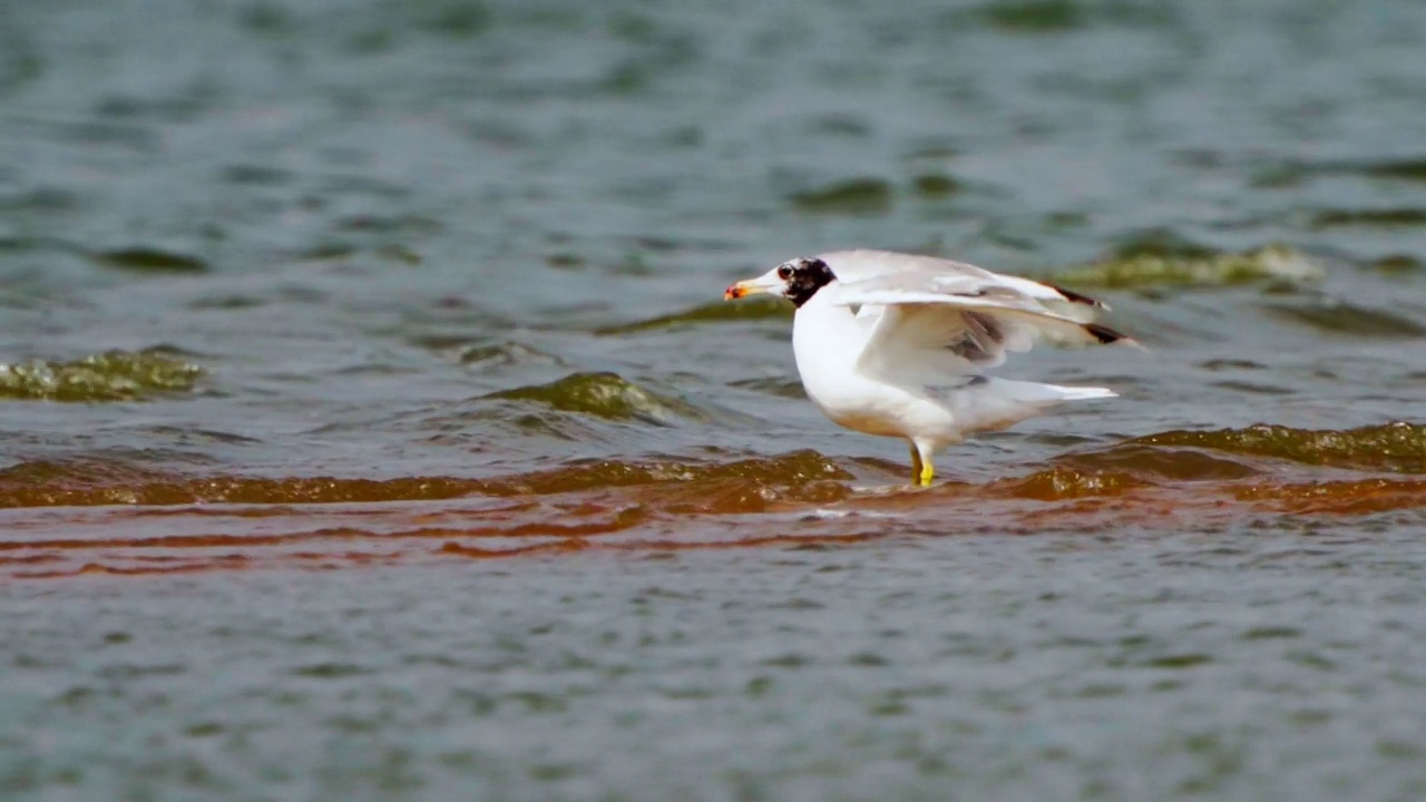 鸟-帕拉斯鸥(Larus ichthyaetus)完成飞行并降落。视频素材