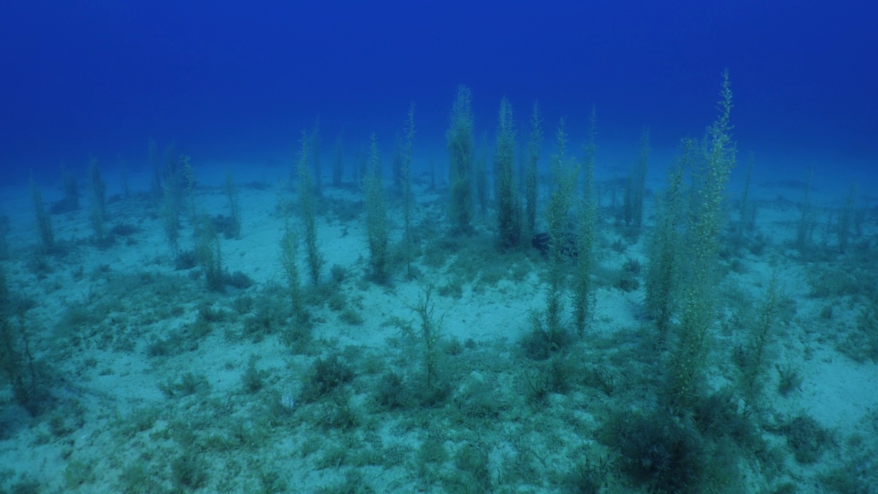 海底海草植被与阳光照射光束和射线海洋自然风景野生动物地中海视频下载