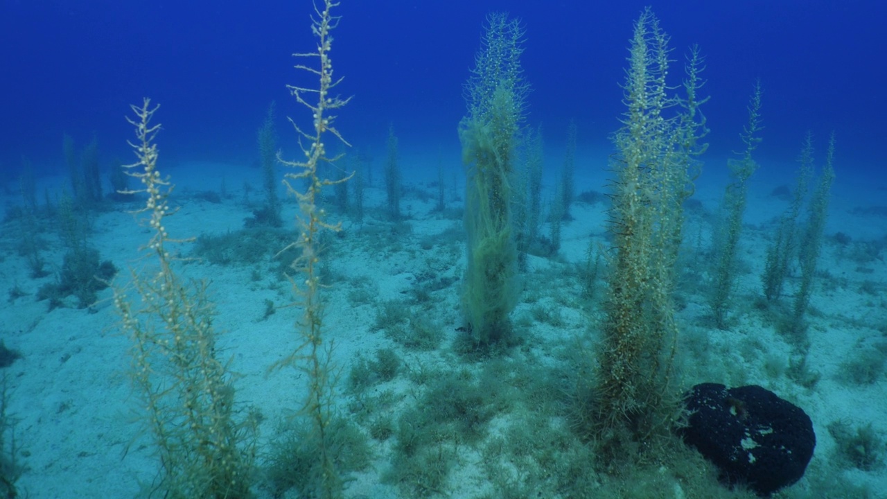 海底海草植被与阳光照射光束和射线海洋自然风景野生动物地中海视频素材