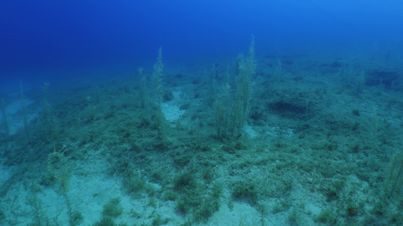 海底海草植被与阳光照射光束和射线海洋自然风景野生动物地中海视频下载