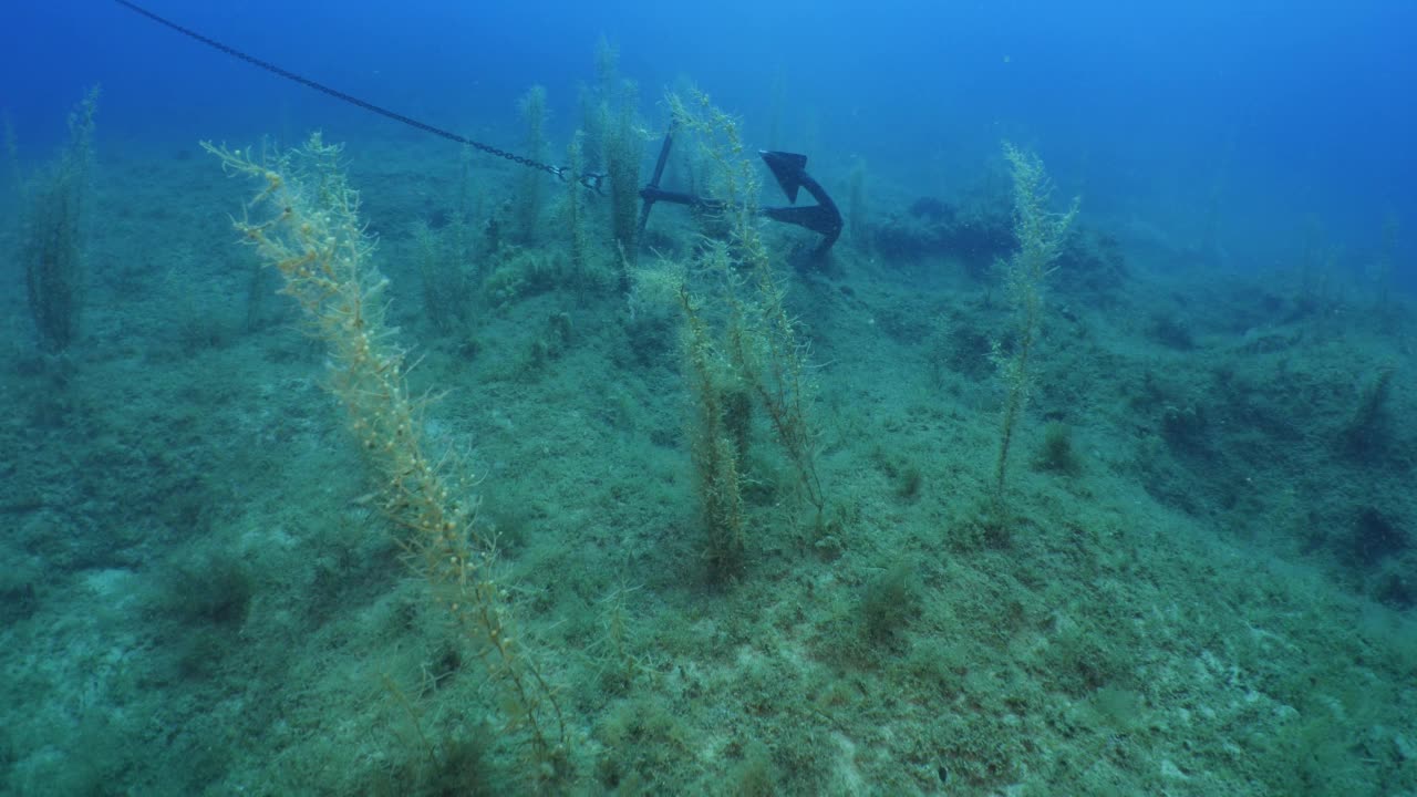 锚泊破坏环境和生态的水下植被和海洋植物和草木的海洋风光视频下载