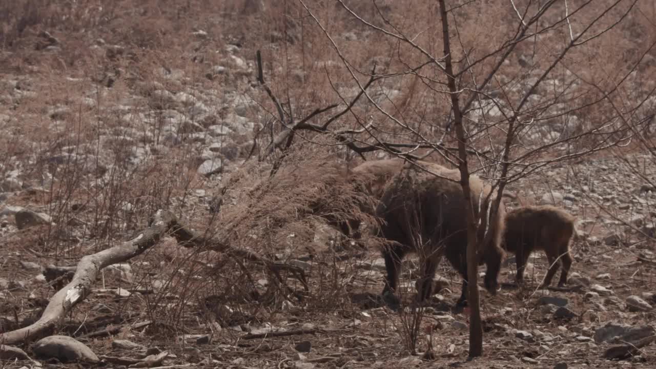 DMZ(非军事区)-野猪家族四处寻找猎物/韩国视频素材