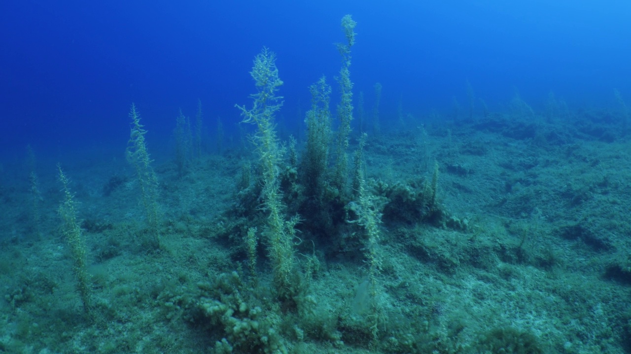 海底海草植被与阳光照射光束和射线海洋自然风景野生动物地中海视频素材