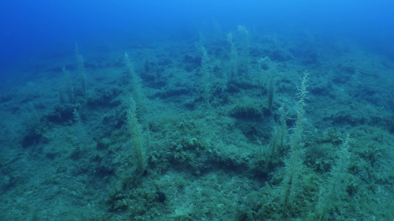 海底海草植被与阳光照射光束和射线海洋自然风景野生动物地中海视频下载