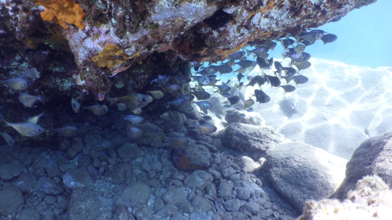 洞穴水下与鱼在蓝色的水海洋风景学校鱼隐藏地中海的海洋风景pempheris视频下载