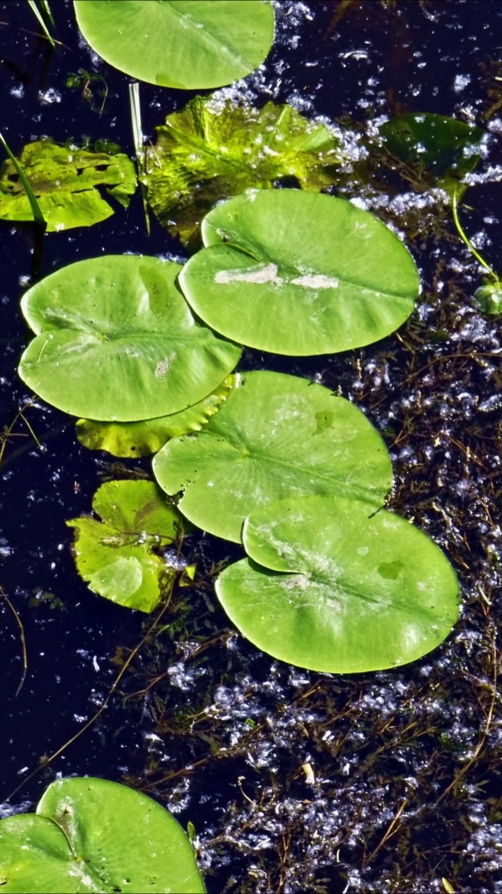 自然背景的睡莲花瓣，漂浮在深色的水面上。池塘生活-户外。垂直格式视频视频素材