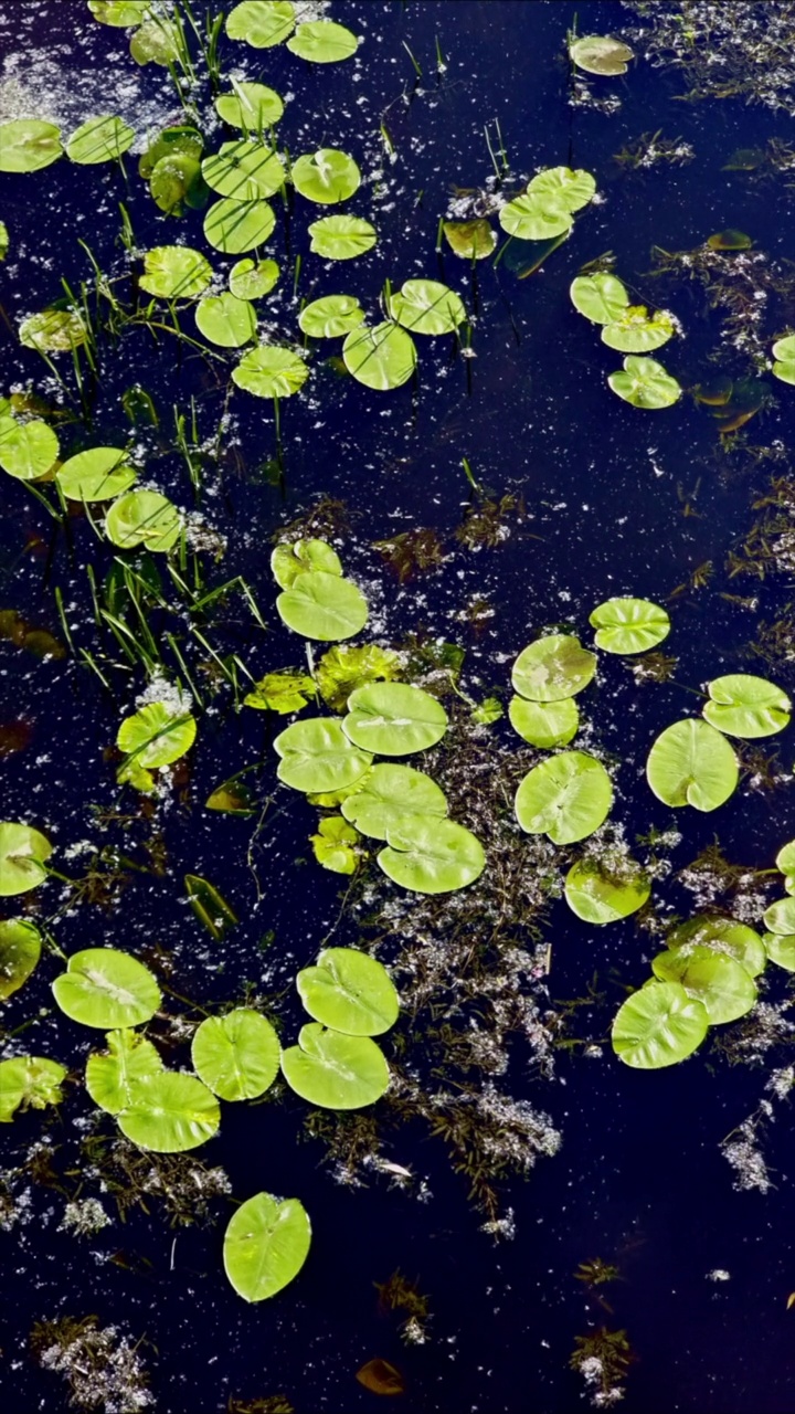 自然背景的睡莲花瓣，漂浮在充满活力的蓝色水面。池塘生活-户外视频素材