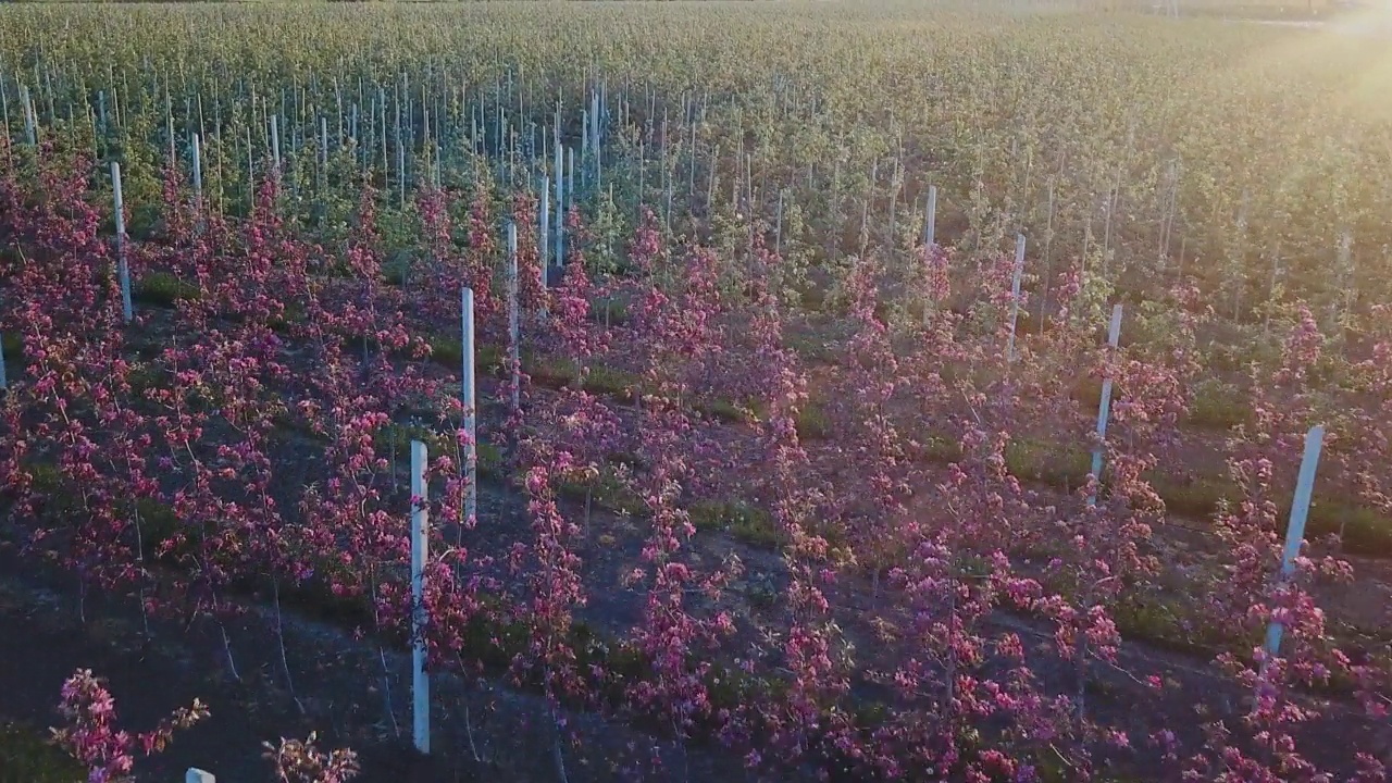 一排排种着苹果树的苹果园。花园开花期间的航拍照片。葡萄酒行业。天然果汁。有机食品视频素材