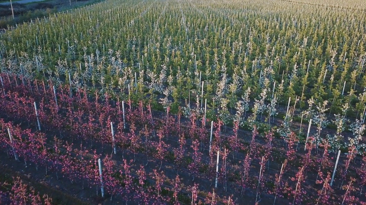 一排排种着苹果树的苹果园。花园开花期间的航拍照片。葡萄酒行业。天然果汁。有机食品视频素材