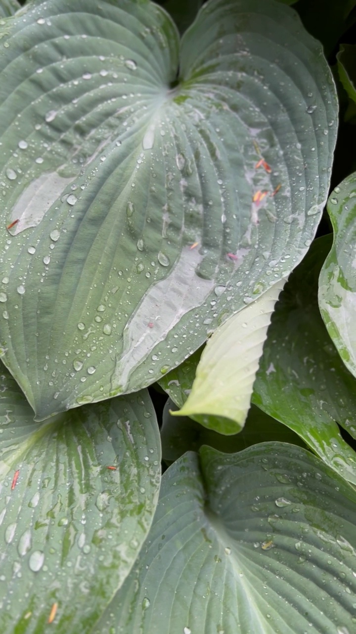 玉簪属草本植物在雨中视频素材