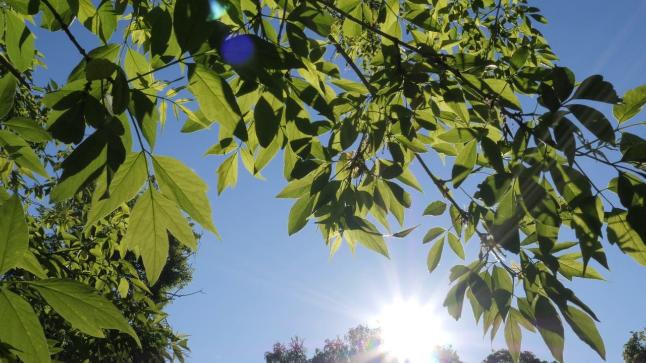 明亮的阳光透过绿色的树叶照射进来视频素材