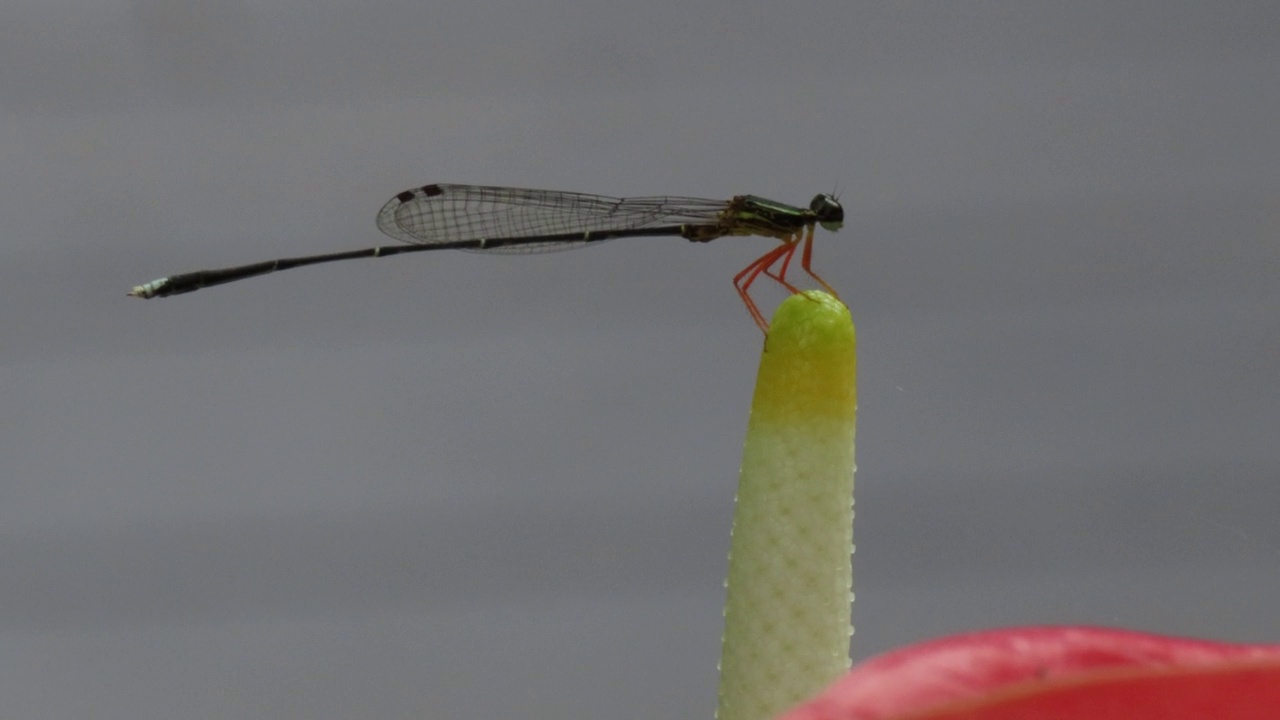 蜻蜓在花视频素材