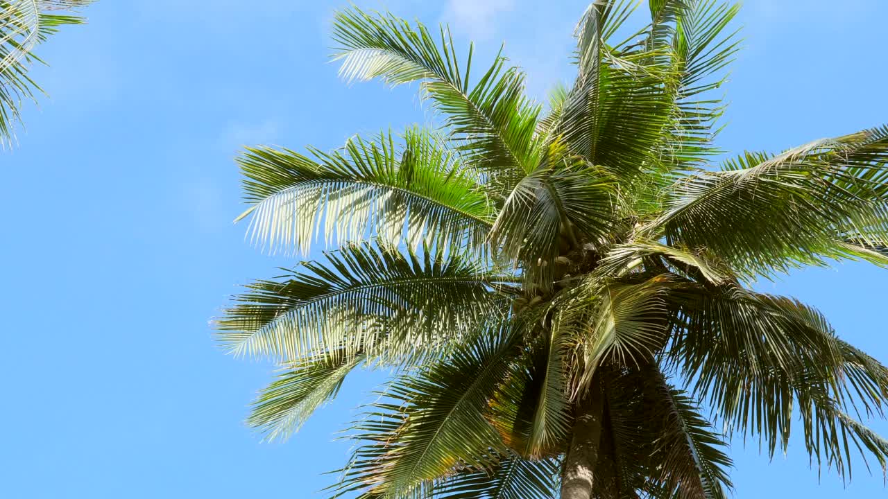 椰子树下观，夏日艳阳高照。阳光下的绿色棕榈树视频素材