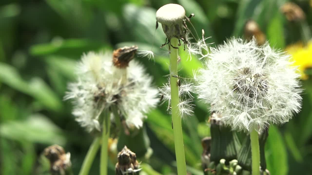 干燥的种子在风中飘荡视频素材