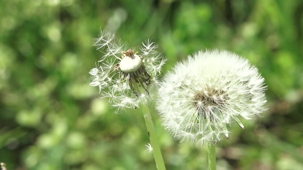 干燥的种子球视频素材