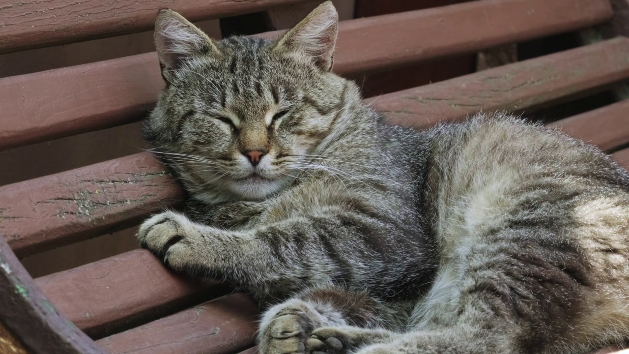 流浪猫睡在长椅上。疲倦的条纹猫在街上的长凳上休息。大条纹无家可归的猫躺在户外睡觉放松的肖像特写视频素材