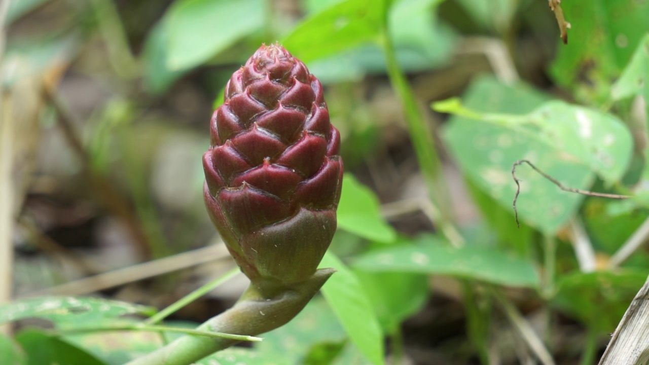 苦姜花。苦姜又称姜姜、阿瓦布希姜、香波姜、兰普阳姜和松果姜。用作食品调味品和加木(印尼草药饮料)视频素材