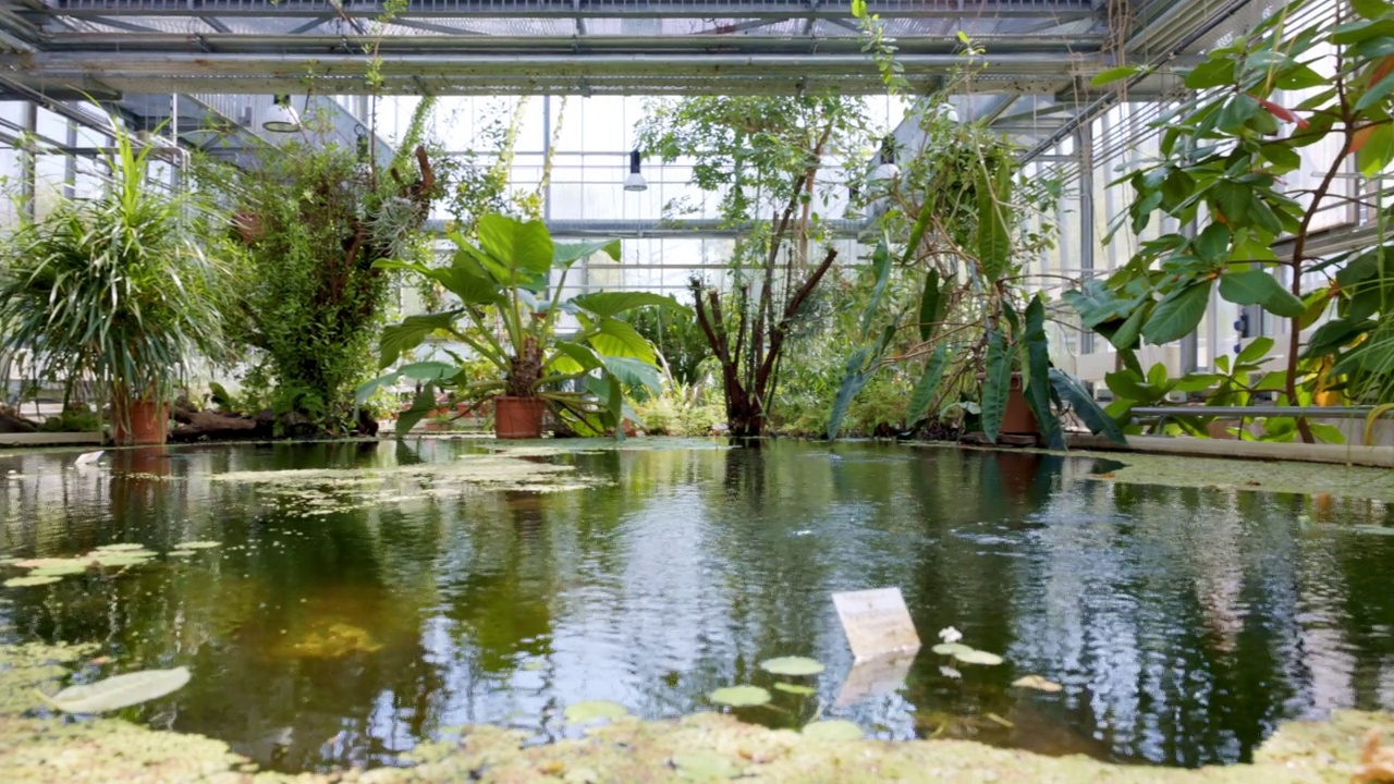 室内池塘与异国植物和树木在植物园视频素材