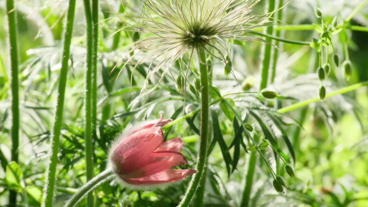 大自然花背景。盛开在乌克兰的野花白头翁或海葵。梦草在田野或森林中开花。春夏花特写，慢动作视频素材