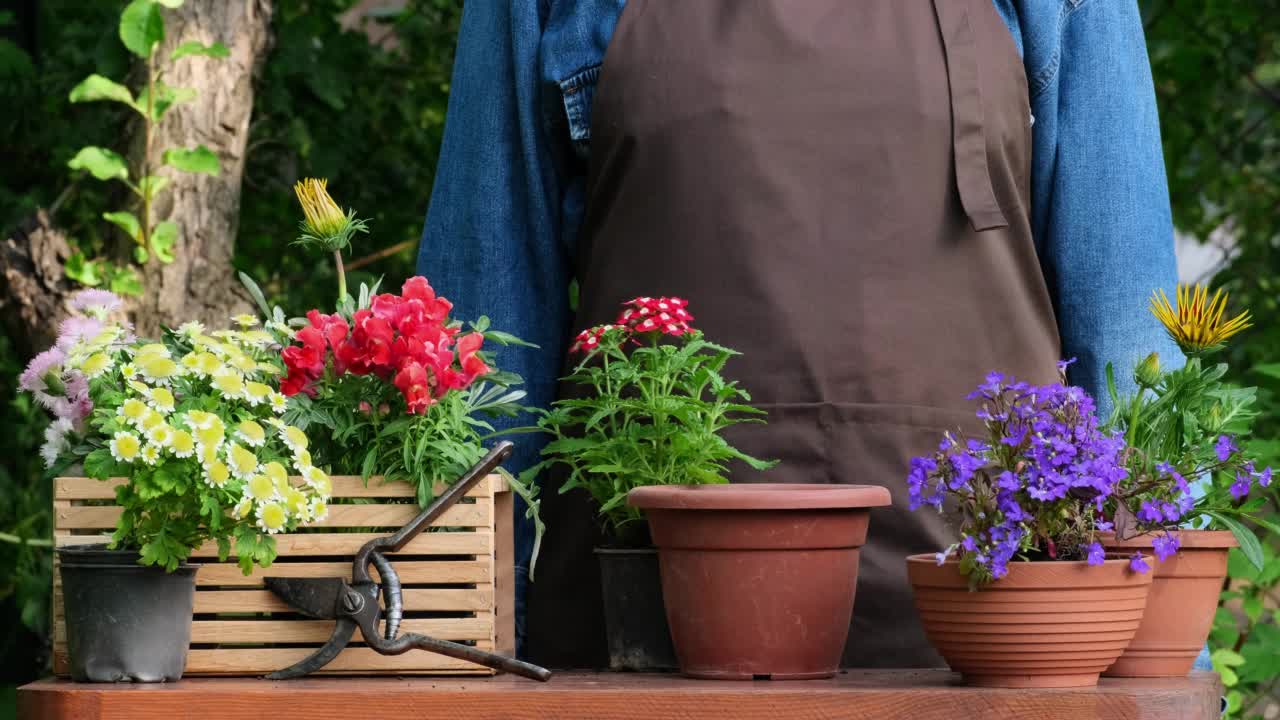 在花园里种花。园艺和花卉栽培。园丁女人种植美丽的花园花朵。准备将植物栽进花盆，用手在室外慢动作放土视频素材