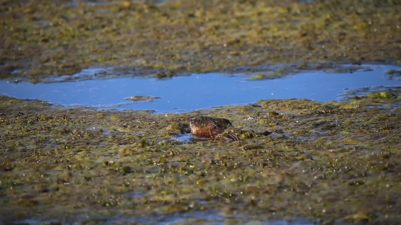 麝鼠（Ondatra zibethicus）视频素材