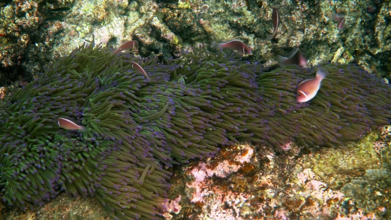 精彩而美丽的海底世界，有珊瑚和热带鱼，红海视频素材