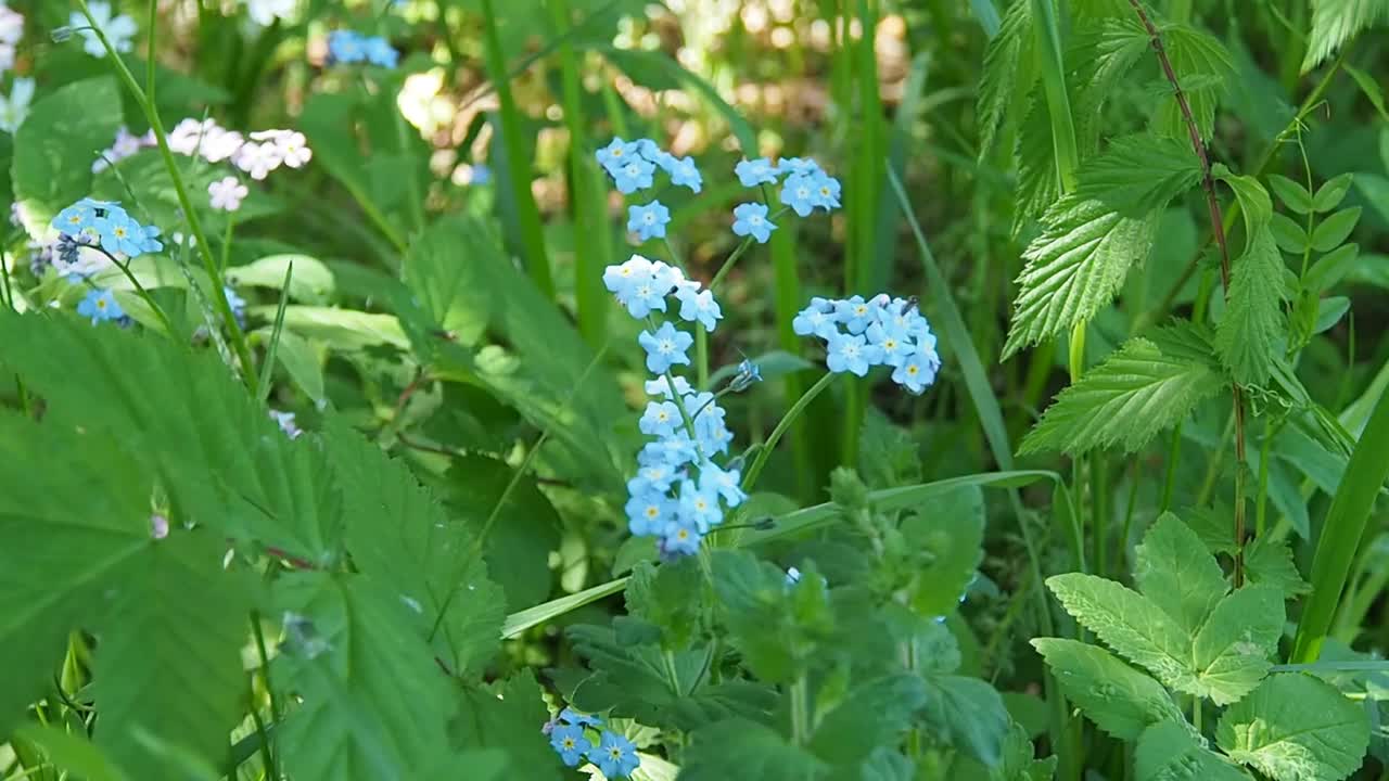 阳光明媚的草坪上开着蓝色的野花。视频素材
