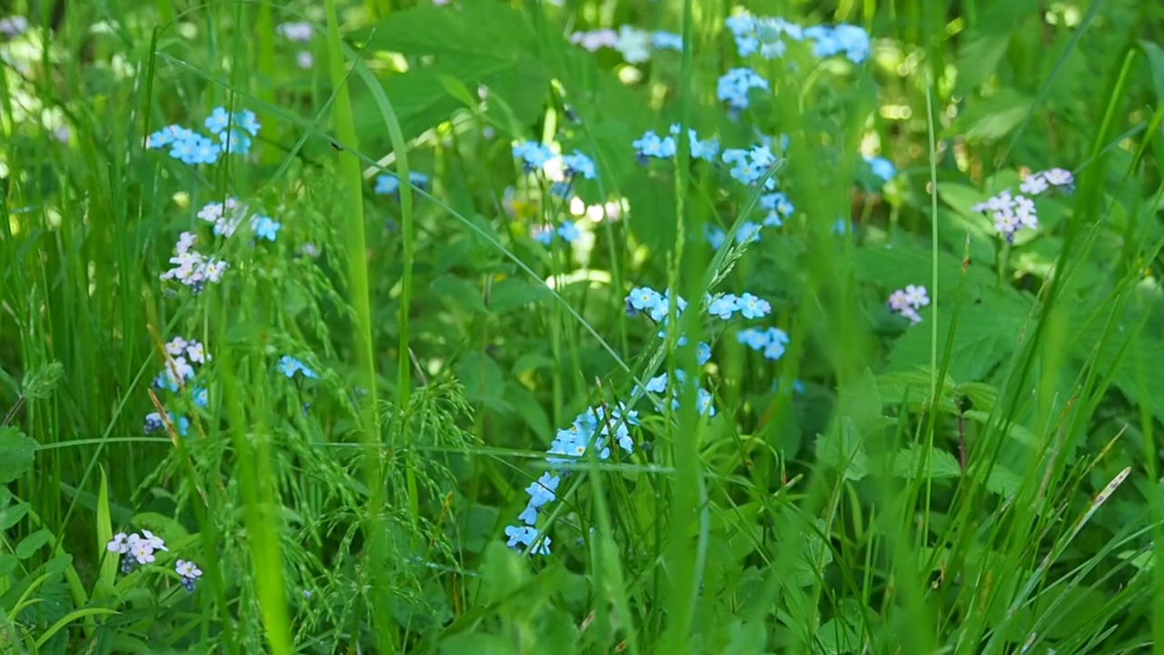 阳光明媚的草坪上开着蓝色的野花。视频素材