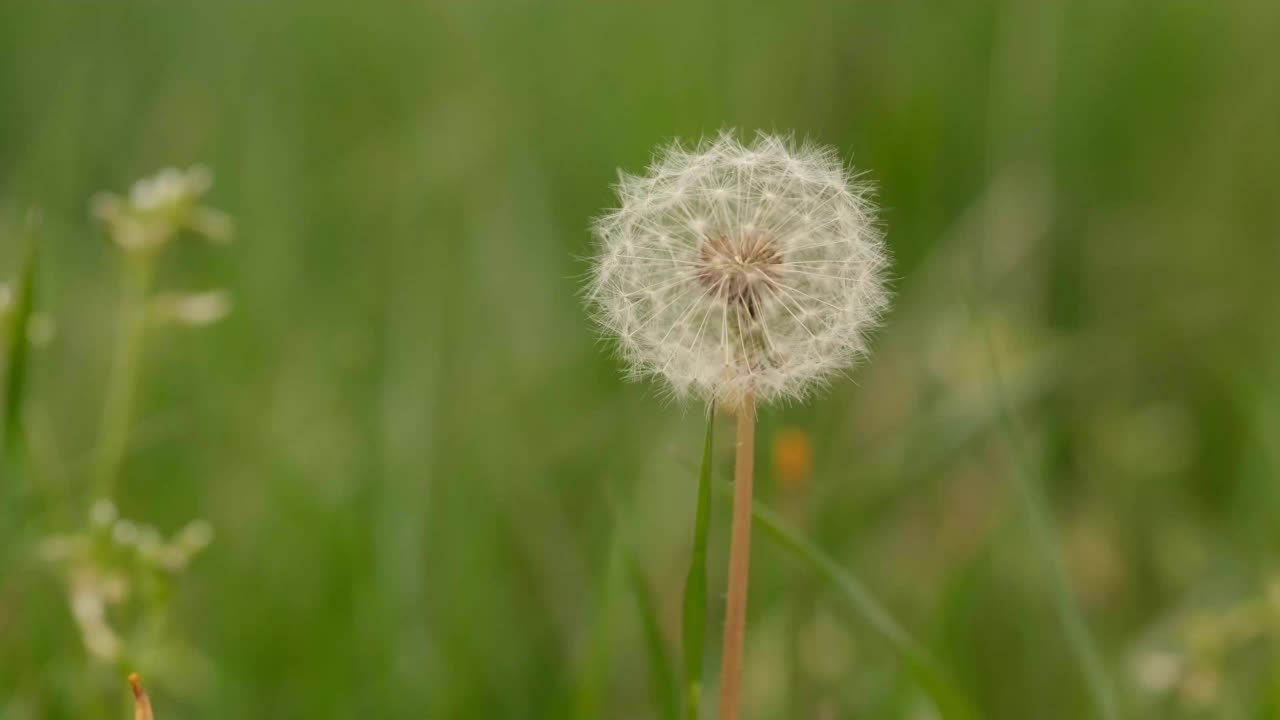 蒲公英种子随风飘荡视频素材