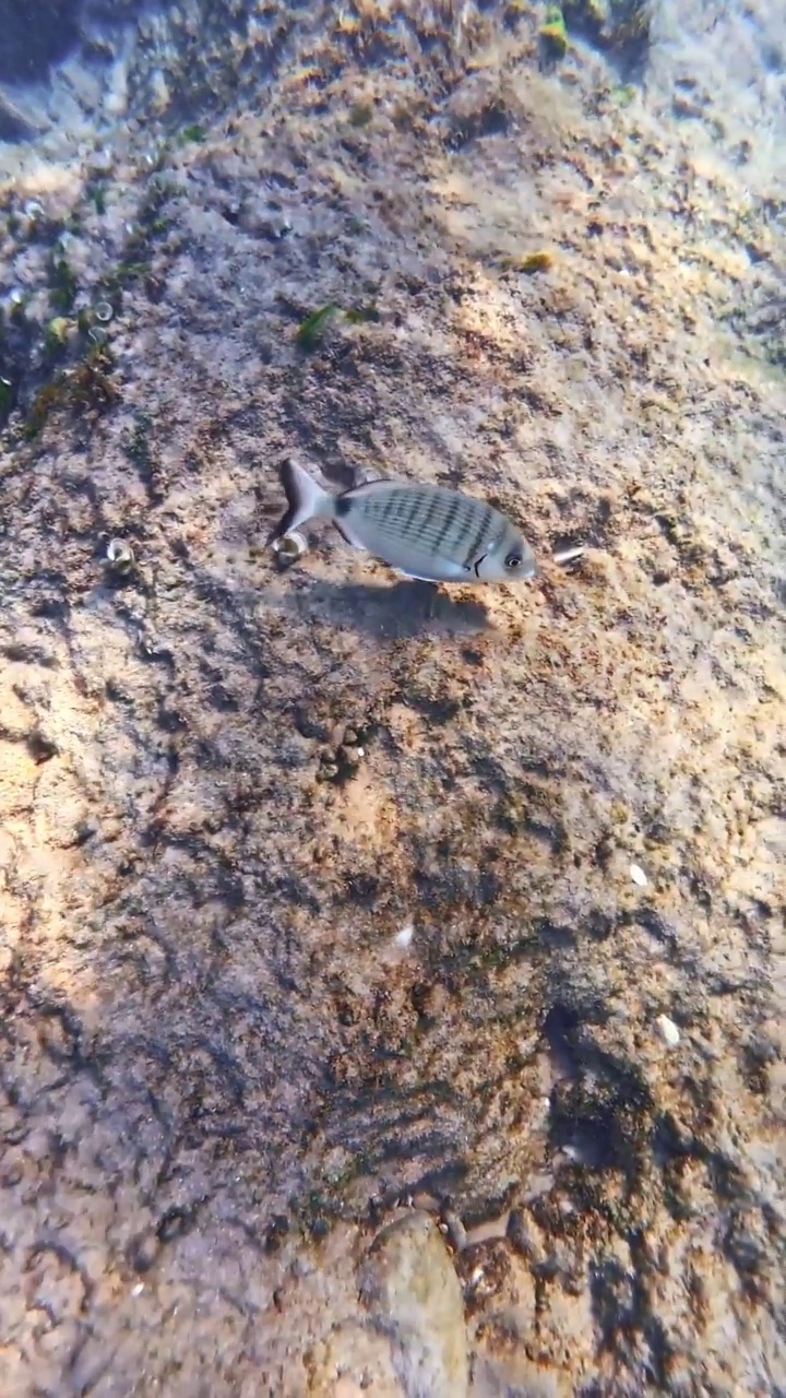 海鲷在海里的一些岩石上游泳视频素材