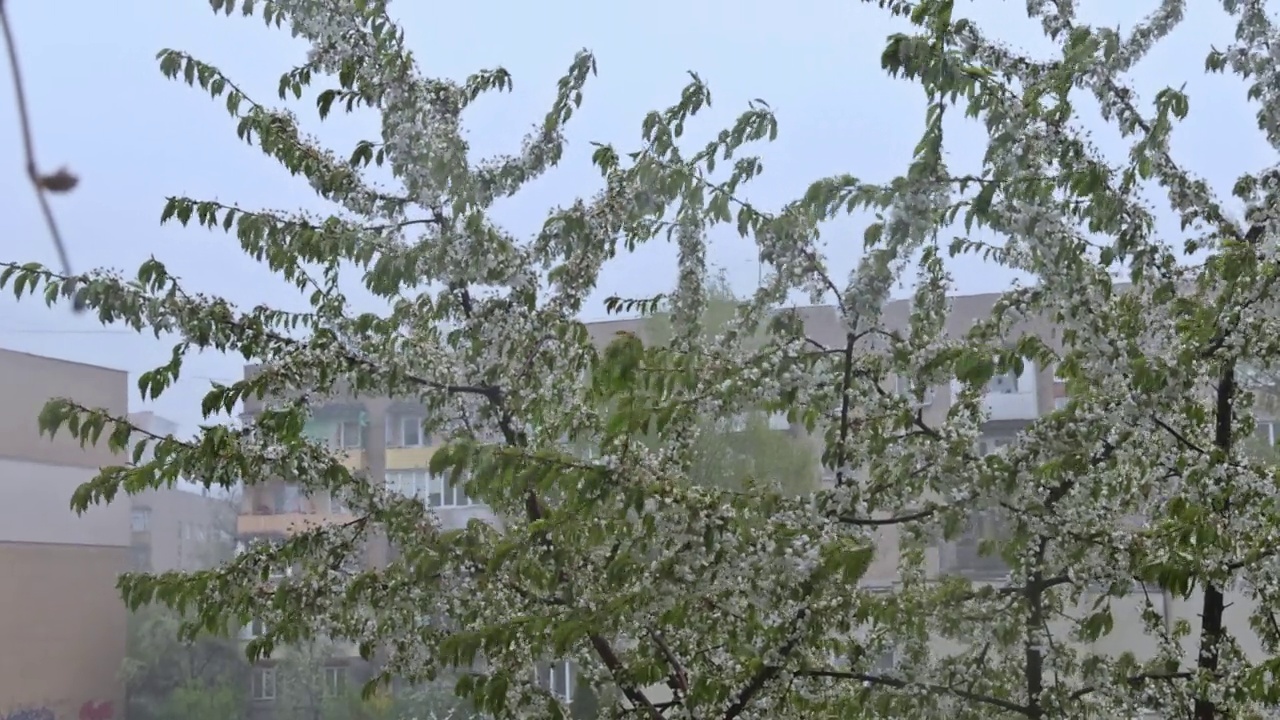 春季风暴期间树木开花时下大雨视频素材