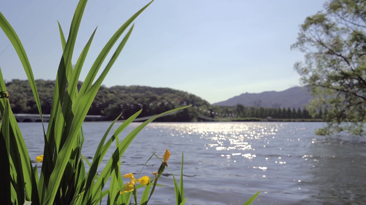 首尔大公园湖景，果川，韩国视频素材