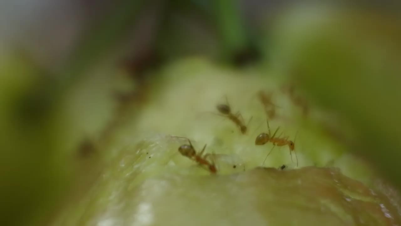 几十只蚂蚁或蛤蜊(Oecophylla)一起咬番石榴。昆虫镜头团队工作。视频素材